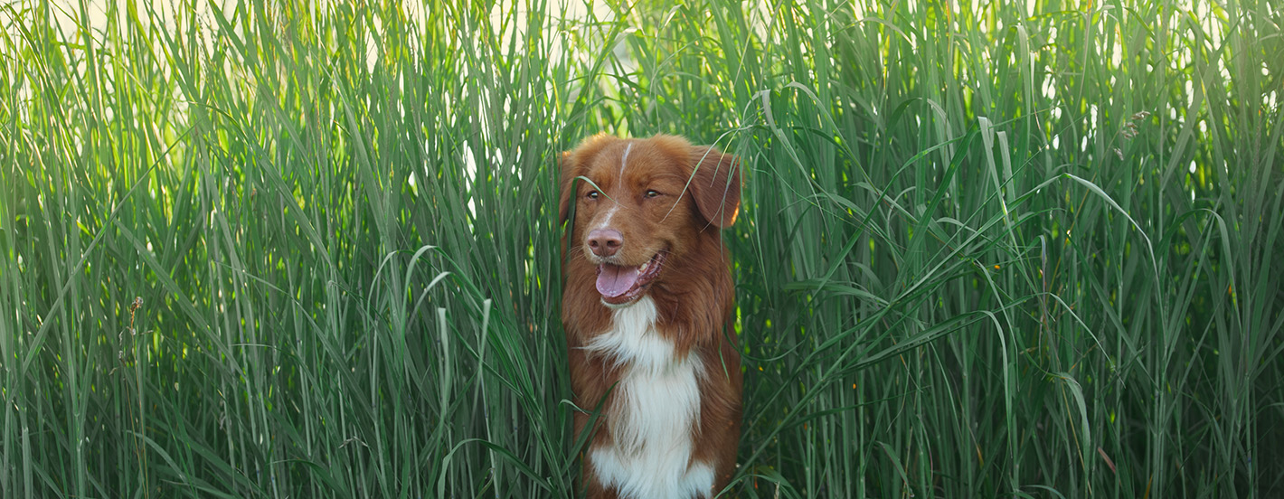 Hund der aus hohem Gras hervor schaut