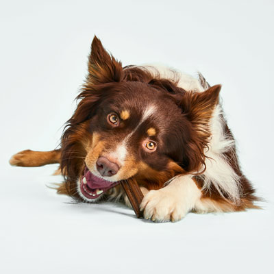 hund beißt ein dental stick