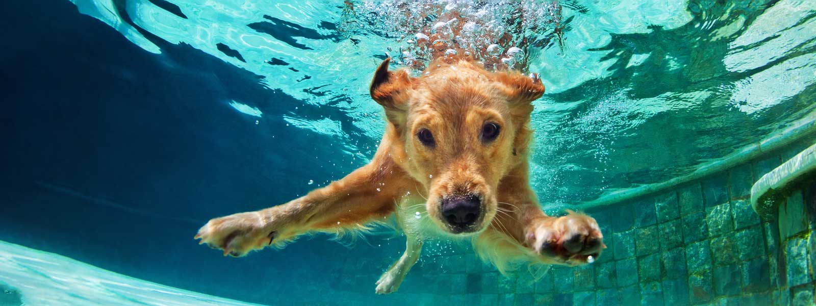 Hund taucht unter Wasser