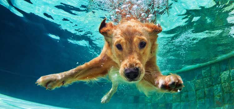 Hund taucht unter Wasser