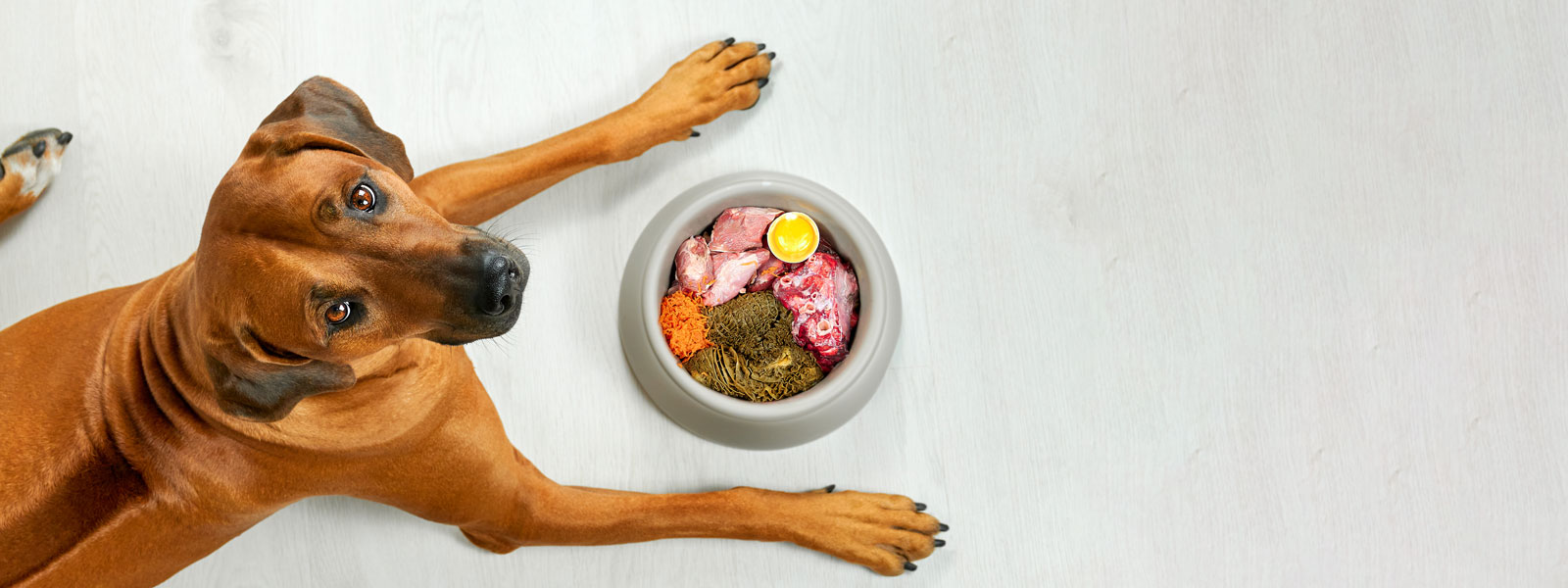 Hund mit einer vollen Schüssel rohes Fleisch und Gemüse