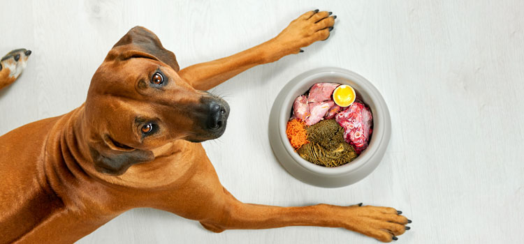 Hund mit einer vollen Schüssel rohes Fleisch und Gemüse