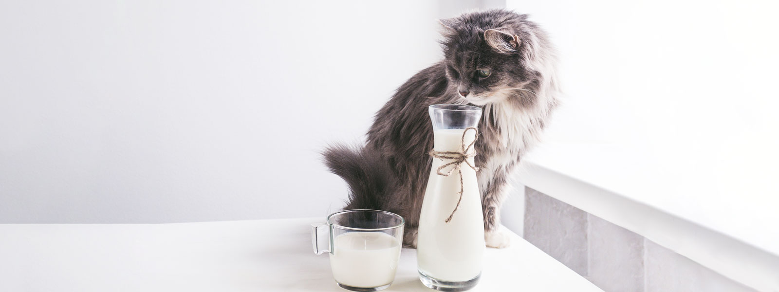 Eine Katze mit langem Fell sitzt auf dem Tisch neben einem Glas und einer Karaffe Milch.