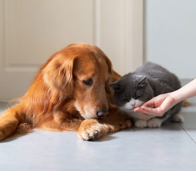 Ein Hund und eine Katze liegen nebeneinander auf dem Boden und man sieht die Hand von einem Menschen, die den beiden Futter anbietet.