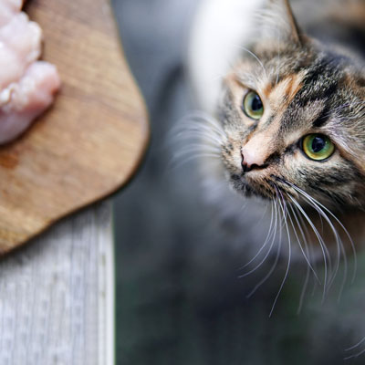 Eine Katze steht am Boden und sieht nach oben zu einem Holzbrett auf dem Fleisch liegt.