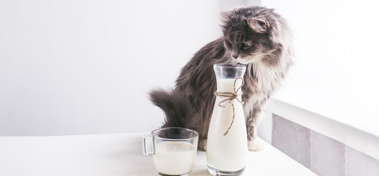 Eine Katze mit langem Fell sitzt auf dem Tisch neben einem Glas und einer Karaffe Milch.