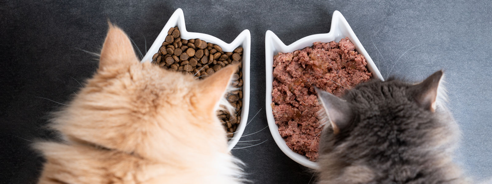 Zwei Katzenköpfe die ihre Köpfe über je einen Napf ragen und in einem Napf befindet sich Trockenfutter und im anderen Nassfutter.