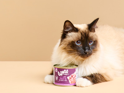 Katze liegt auf dem Boden und vor ihr steht zwischen ihren Pfoten eine Dose WOW CAT Nassfutter