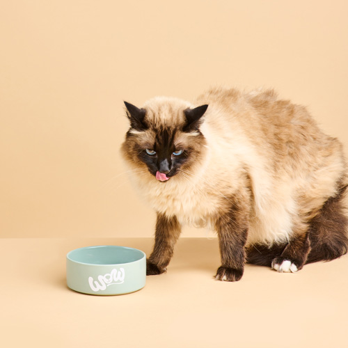 Katze die vor einem Napf steht und sich über das Maul schleckt