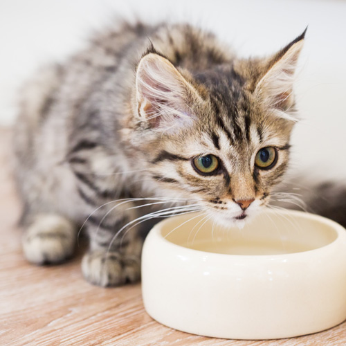 Ein Hund und eine Katze liegen nebeneinander auf dem Boden und man sieht die Hand von einem Menschen, die den beiden Futter anbietet.