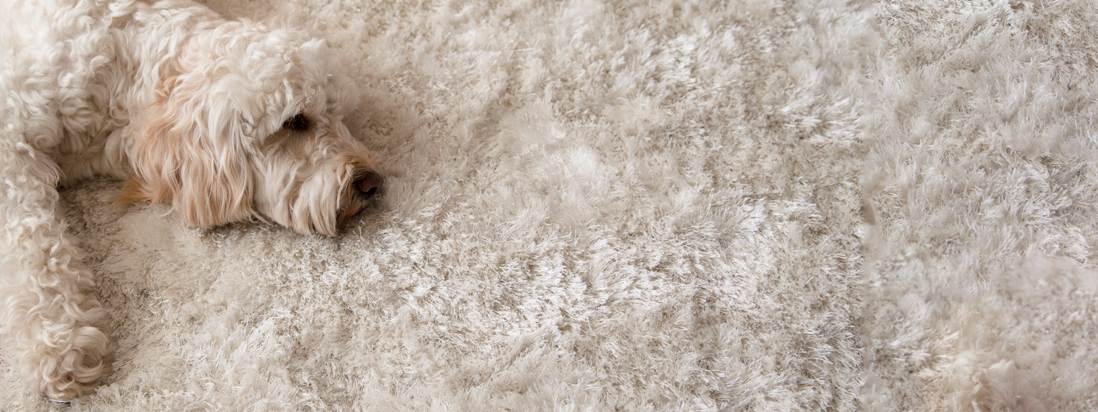Auf dem Bild sieht man einen Hund der auf einem plüschigen Teppich liegt.