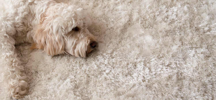 Auf dem Bild sieht man einen Hund der auf einem plüschigen Teppich liegt.
