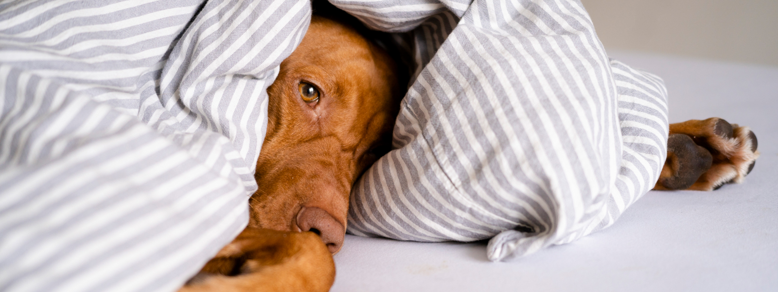 Ein Hund liegt auf dem Bett in einer Decke eingewickelt und man sieht nur den Kopf und die Vorderpfoten
