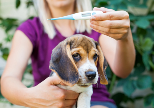 Ein Hund der auf dem Schoß von einer Frau sitzt, die ein Thermometer in die Kamera hält 