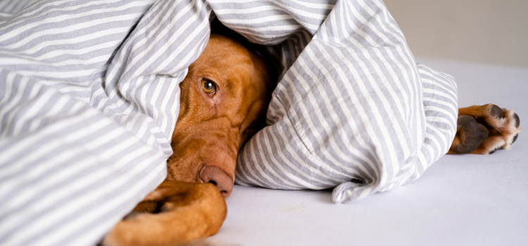 Ein Hund liegt auf dem Bett in einer Decke eingewickelt und man sieht nur den Kopf und die Vorderpfoten