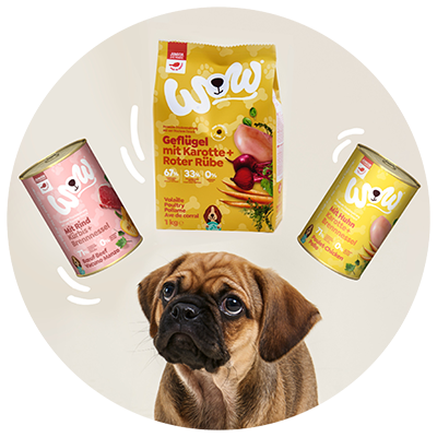 Ein kleiner Hund blickt nach oben und um in schweben WOW Junior Produkte
