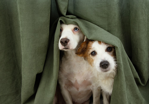 Zwei Hunde stehen hinter einem Vorhang und schauen hervor