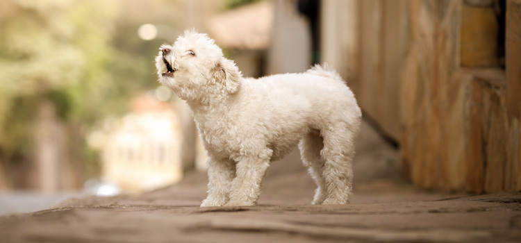 Hunde steht auf einem Vorsprung zu einer Straße und bellt