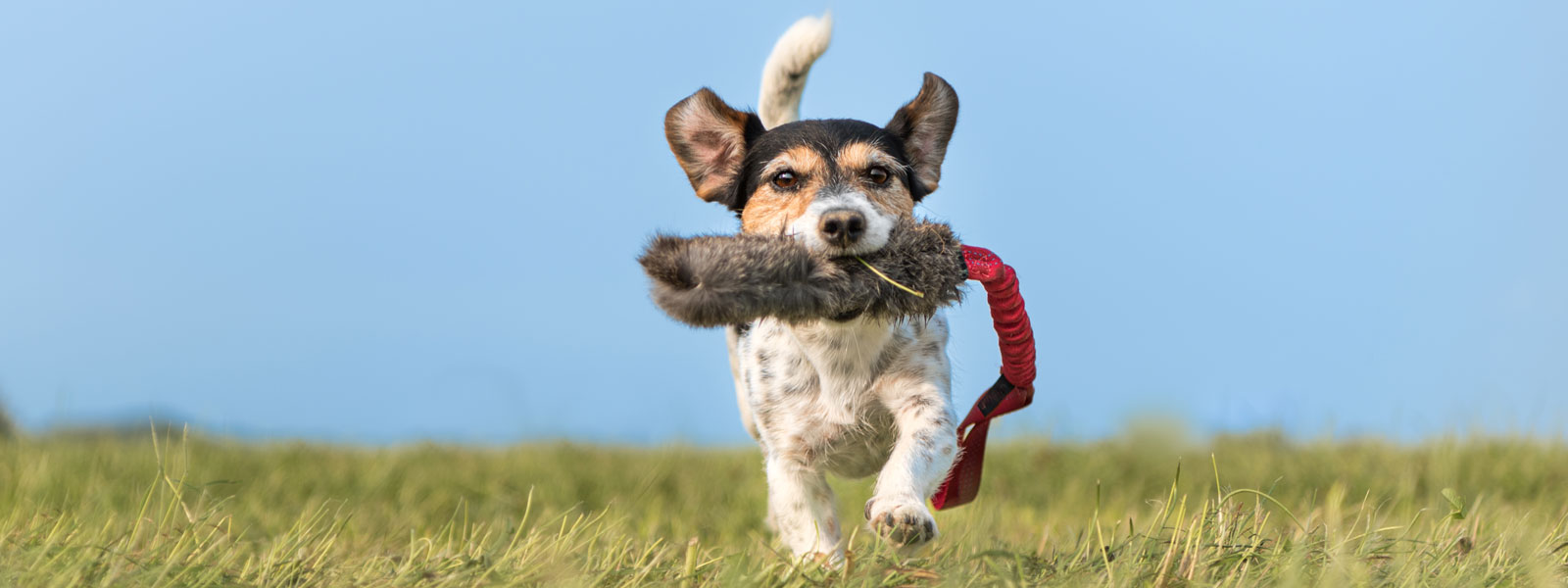 Hund der auf der Wiese läuft und einen Beutel im Maul trägt