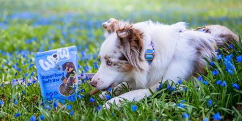 Hund der in einer Blumenwiese liegt und vor dem WOW Snacks stehen