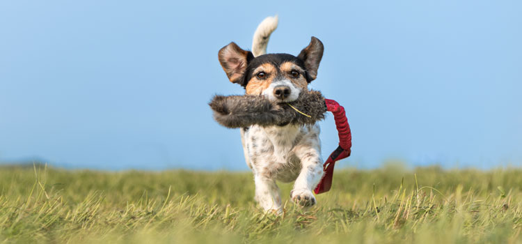 Hund der auf der Wiese läuft und einen Beutel im Maul trägt