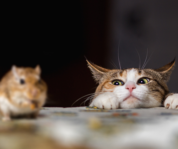 Katze jagt eine kleine Maus