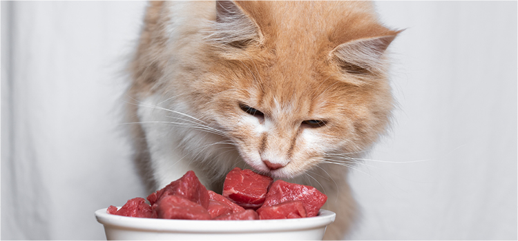 Katze riecht an Katzenfutter mit hohem Fleischanteil