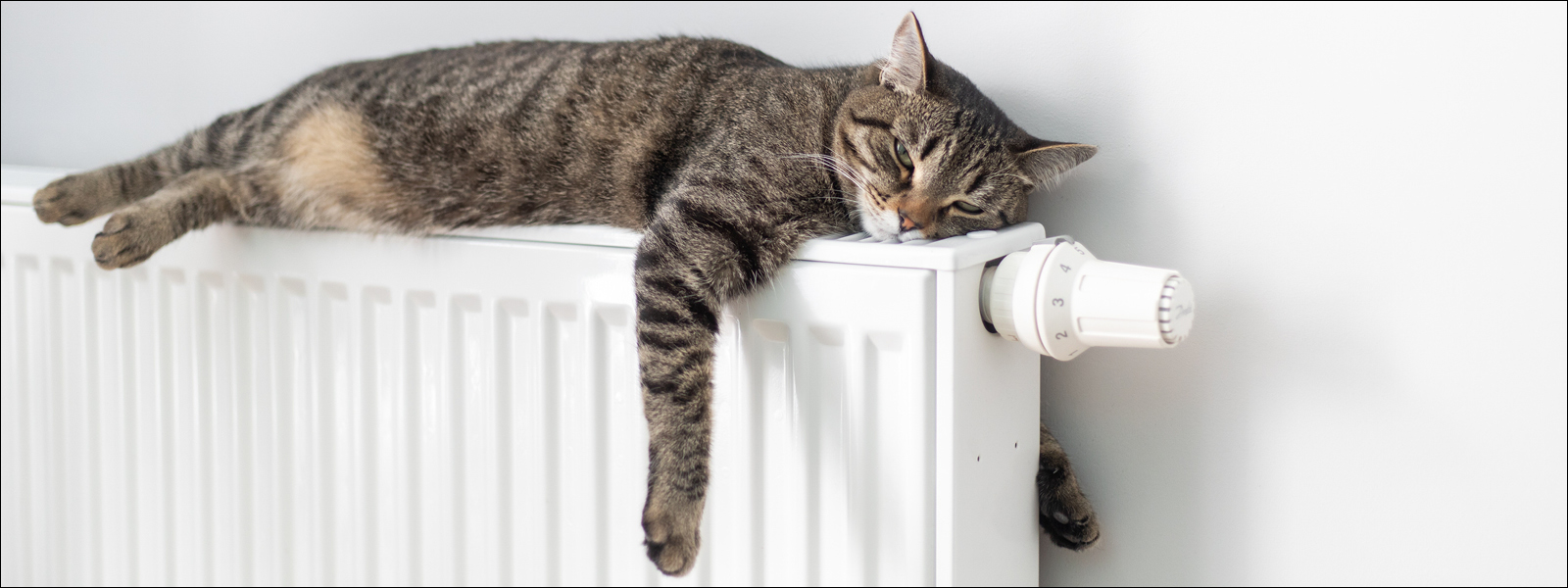 Eine Katze liegt auf einer Heizung