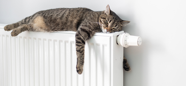 Eine Katze liegt auf einer Heizung
