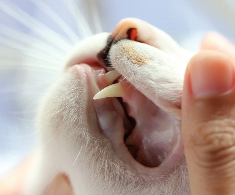 Das Zahnfleisch einer Katze wird kontrolliert