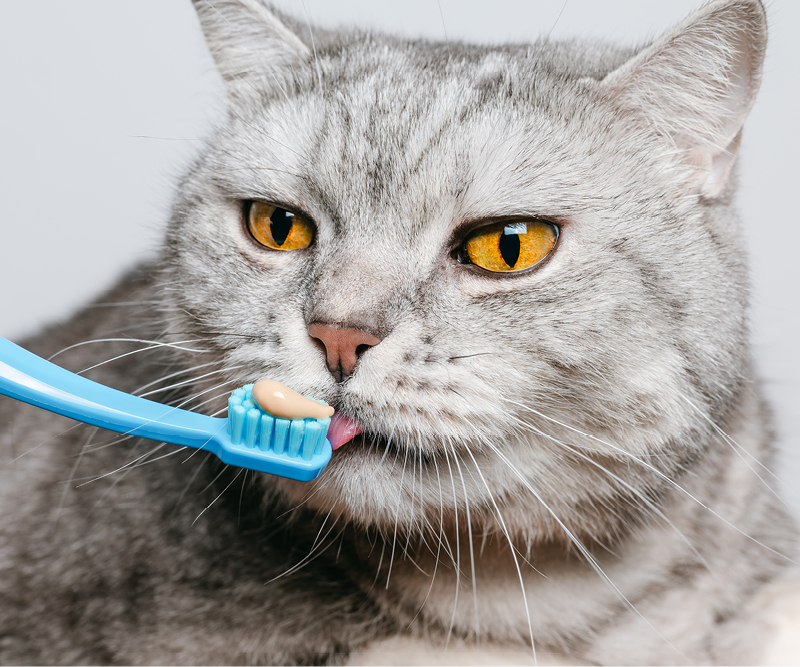 Einer Katze werden die Zähne geputzt
