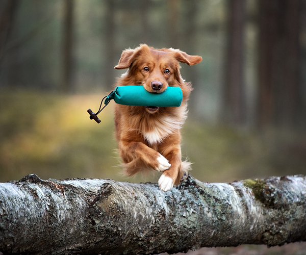 Hund springt über einem Baumstamm im Wald