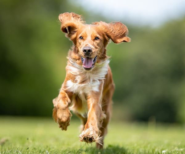 Hund läuft auf einer Wiese im Wald