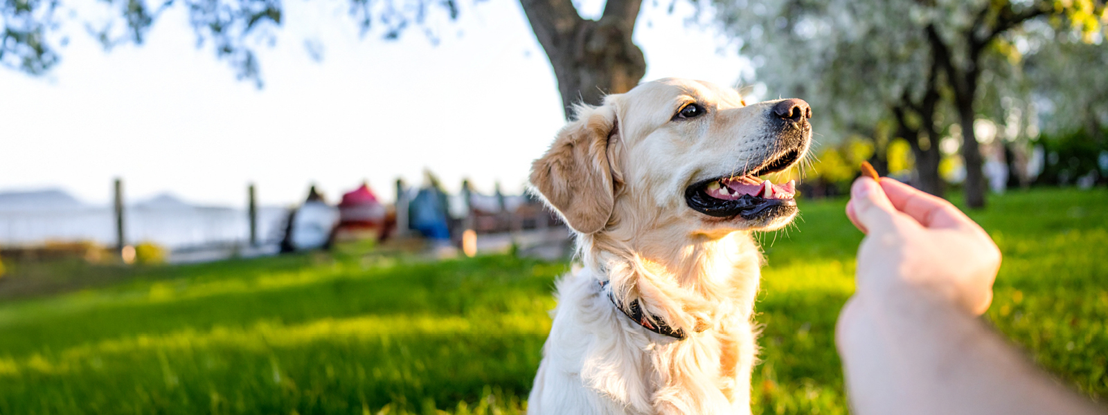 Hund bekommt ein Hunde-Leckerli