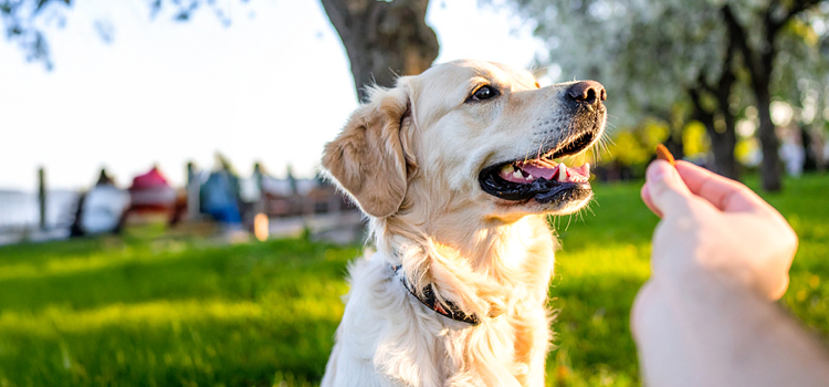 Hund bekommt ein Hunde-Leckerli