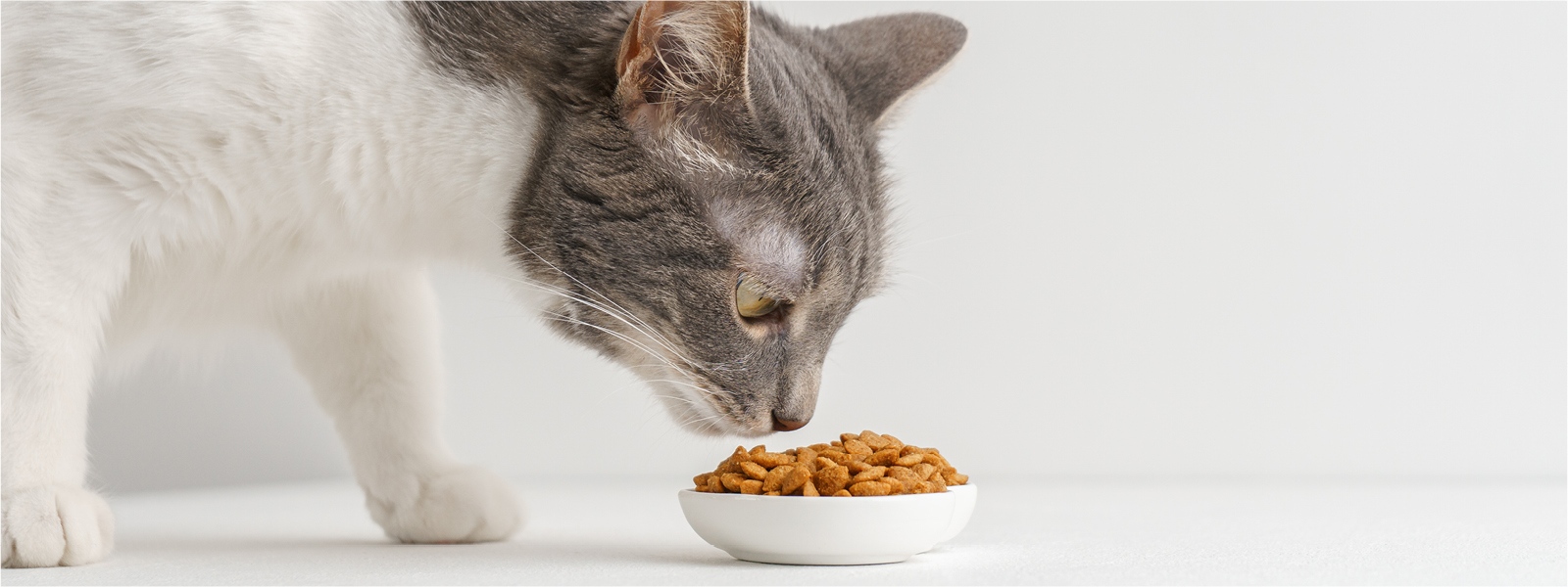 Katze riecht an Katzen-Trockenfutter in einem Napf