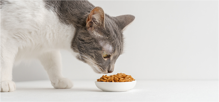 Katze riecht an Katzen-Trockenfutter in einem Napf