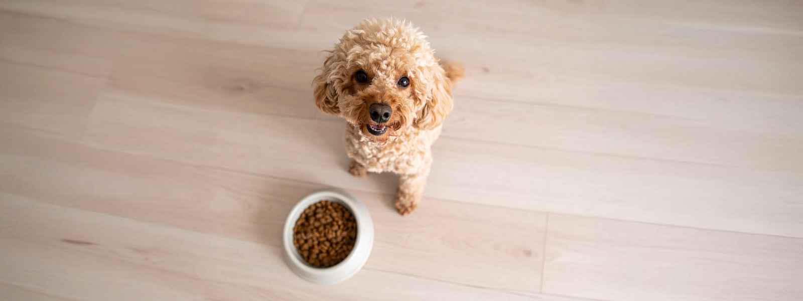 Kleiner Hund vor einer Schüssel mit Trockenfutter