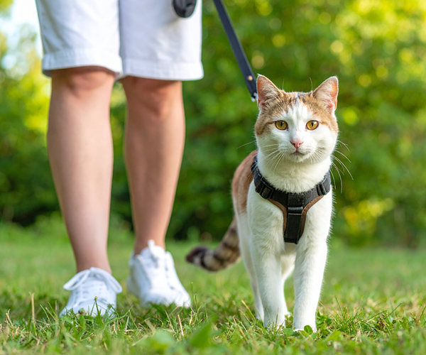 Eine Katze mit Katzengeschirr spaziert durch den Park