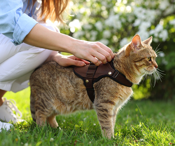 Einer Katze wird ein Geschirr angelegt