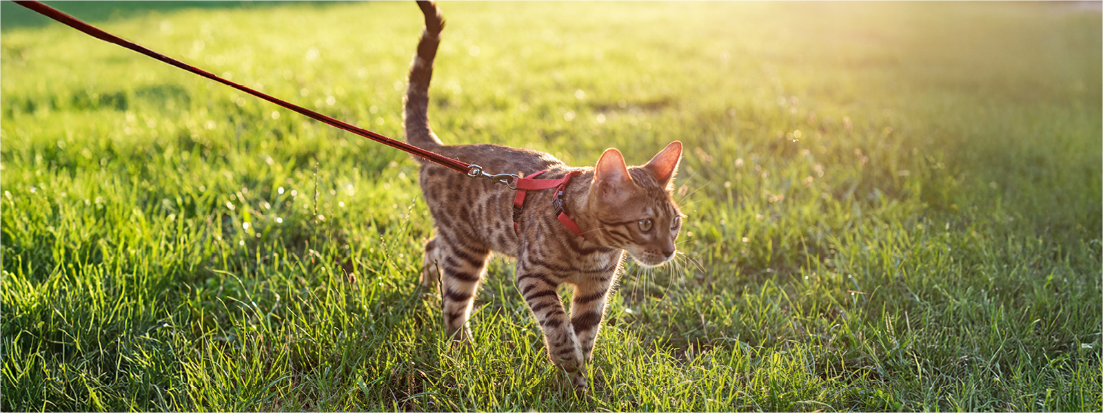 Katze mit Katzengeschirr spaziert draußen in der Natur