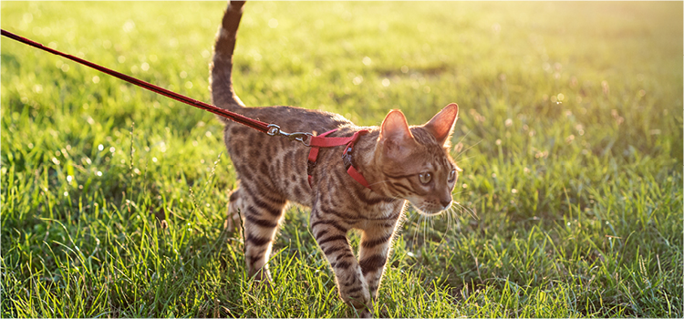 Katze mit Katzengeschirr spaziert draußen in der Natur