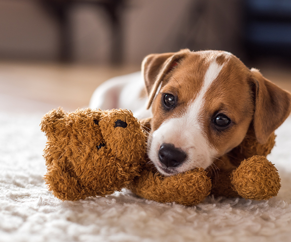 Ein Hundewelpe kuschelt mit einem Stofftier