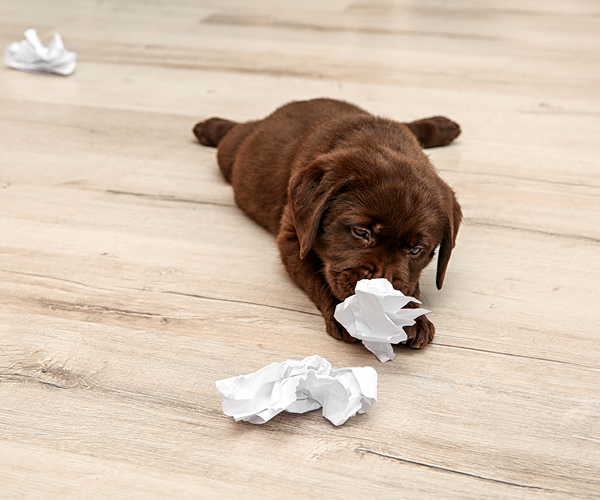 Ein Welpe spielt mit Papier