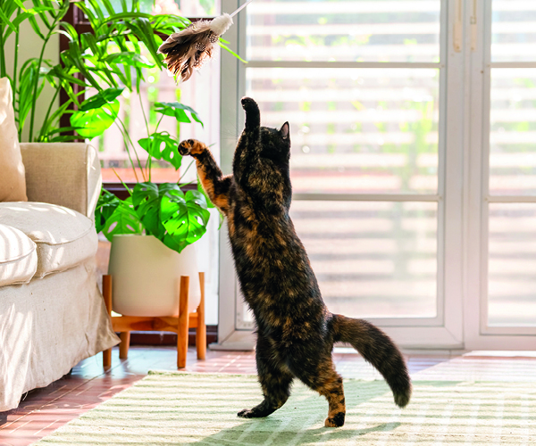 Eine Katze spielt mit einer Katzenangel in der Wohnung