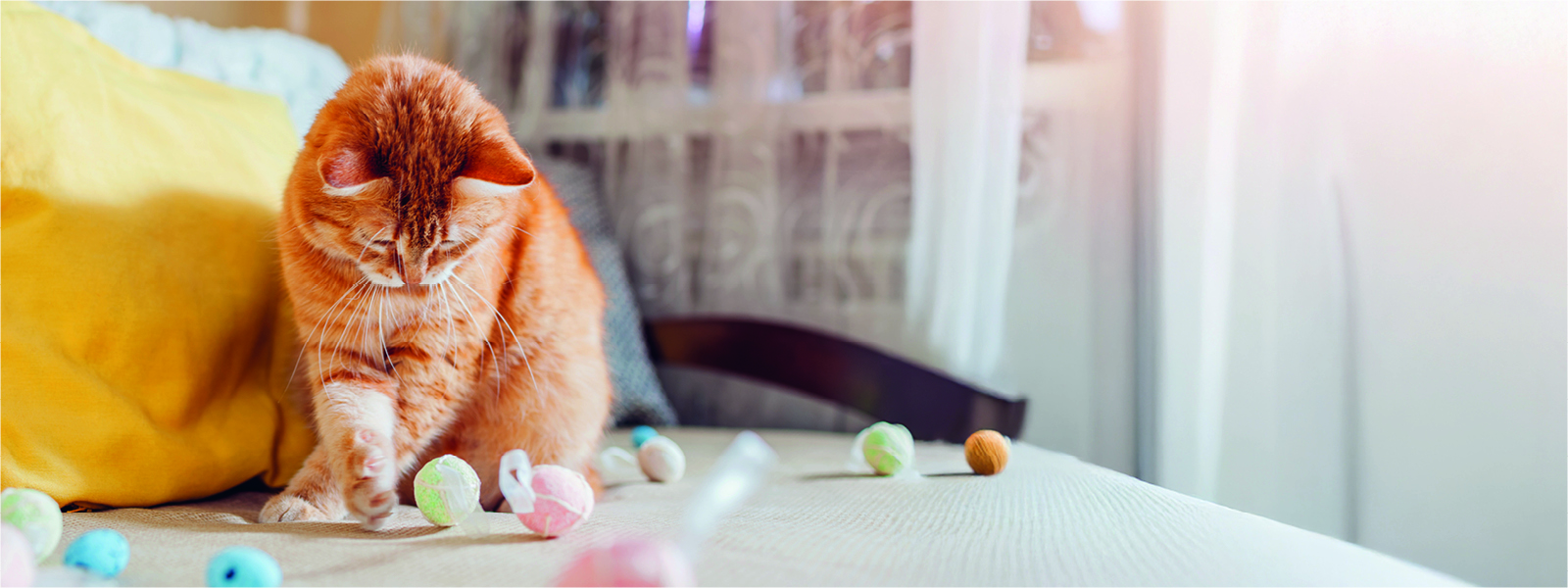 Katze spielt mit Bällen