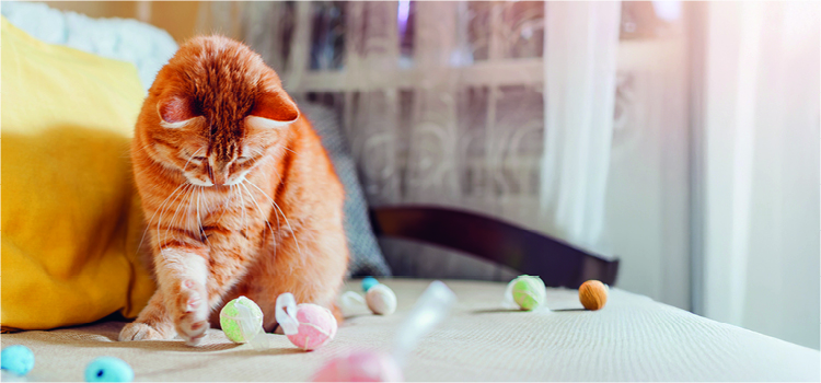 Katze spielt mit Bällen