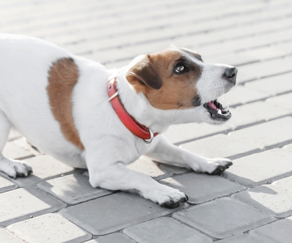 Ein Hund bellt auf der Straße