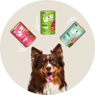 Ein kleiner Hund blickt nach oben und um in schweben WOW Junior Produkte