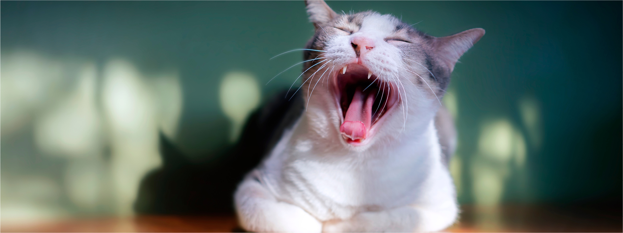 Eine Katze mit Mundgeruch gähnt